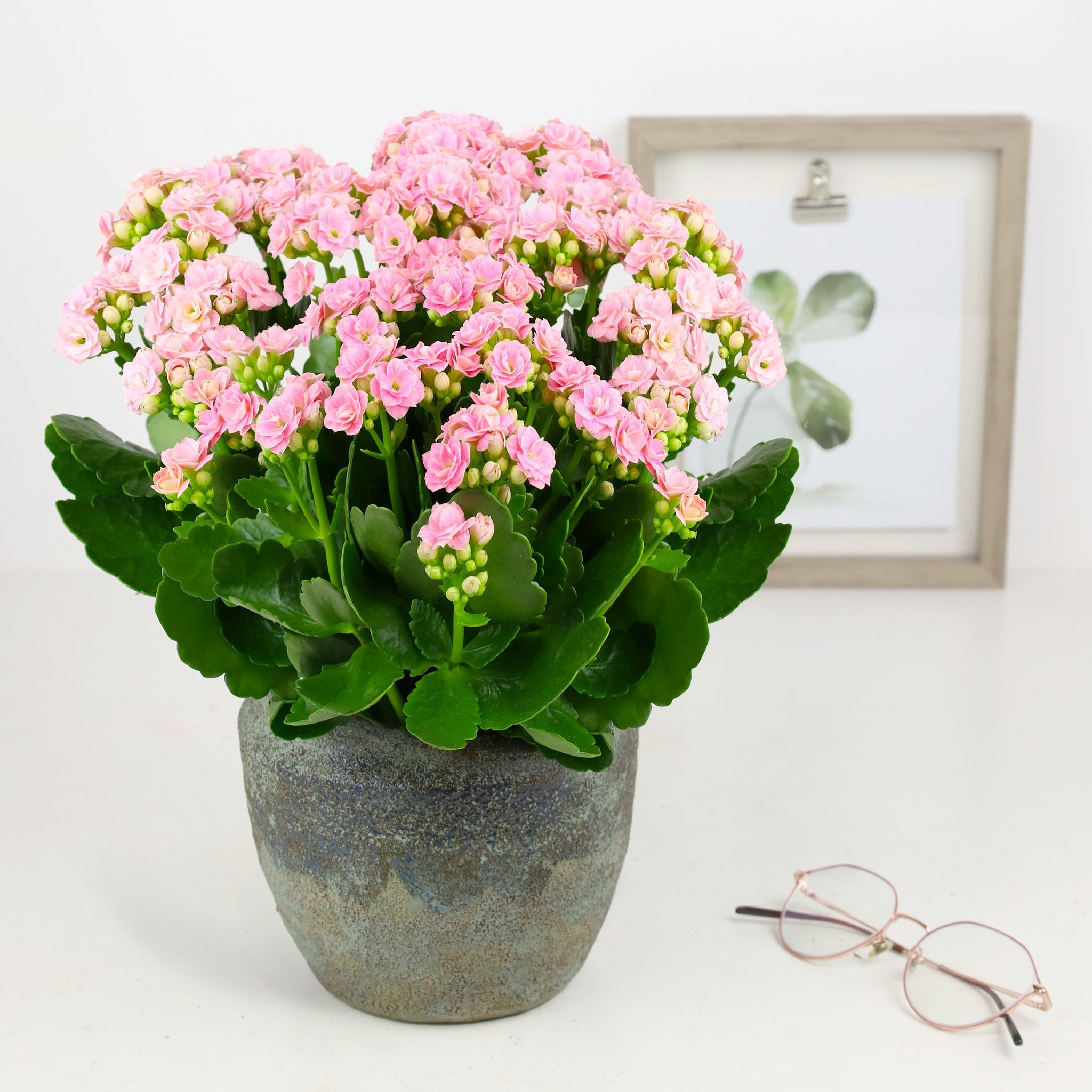 Kalanchoe
