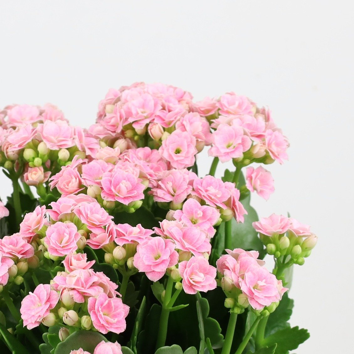 Kalanchoe