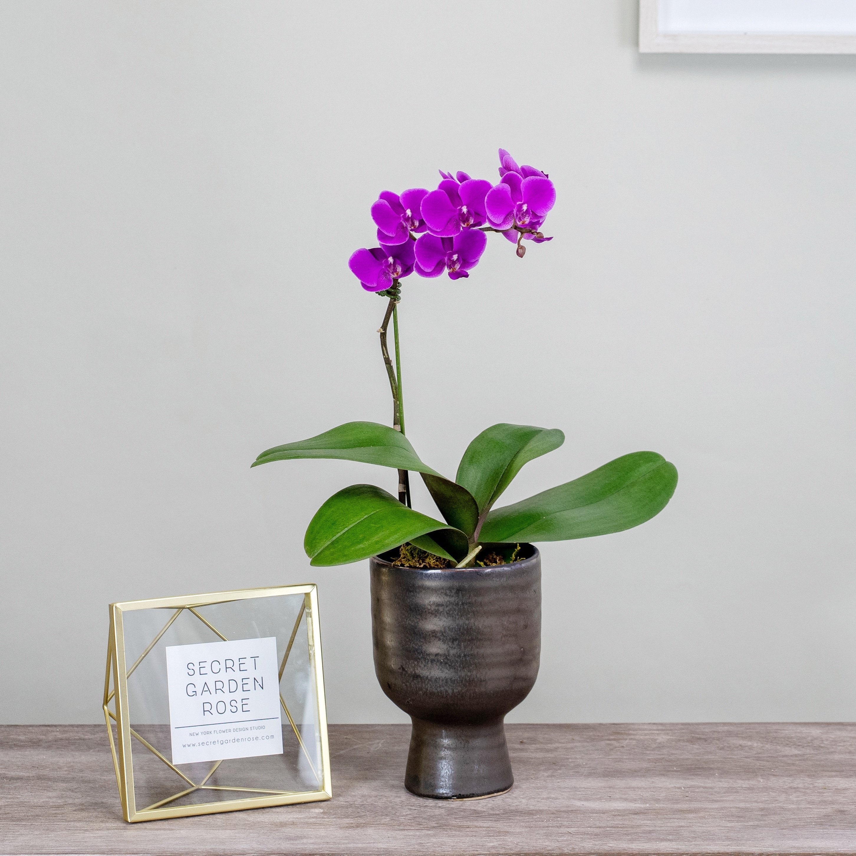 Lavender Orchid in Bronze Planter