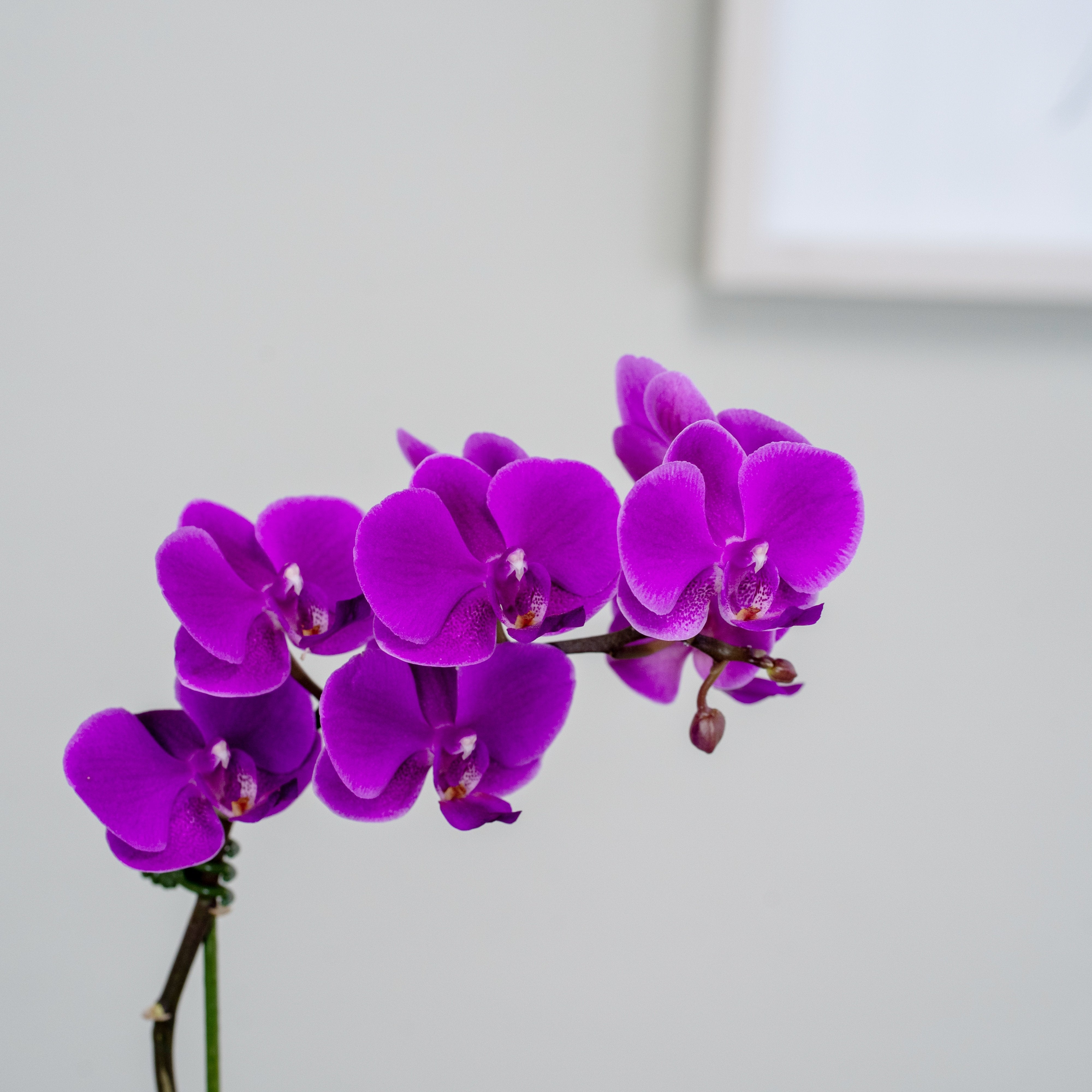 Lavender Orchid in Bronze Planter