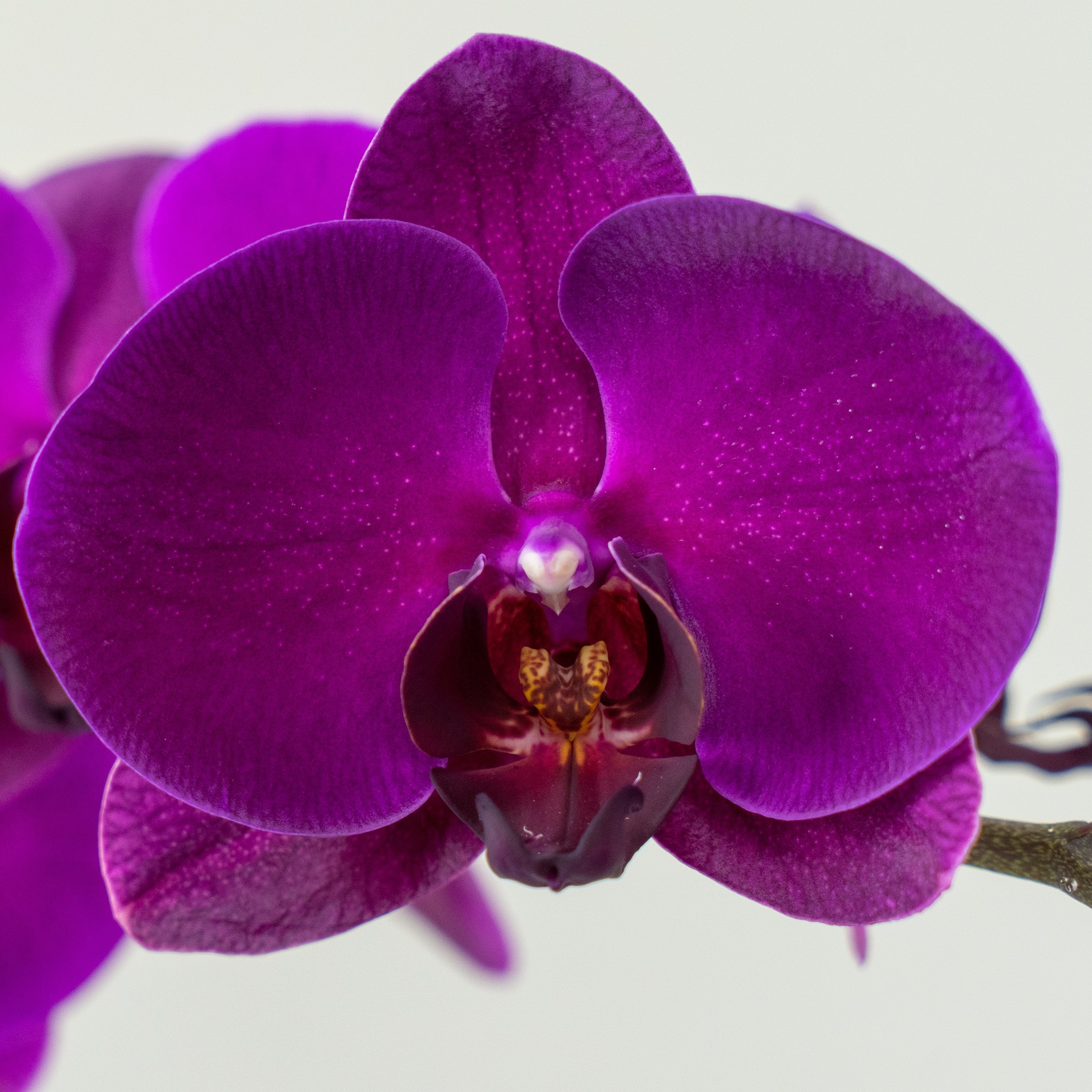 Magenta Orchid