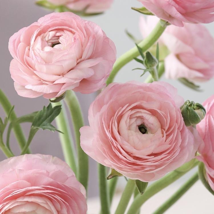 Ranunculus