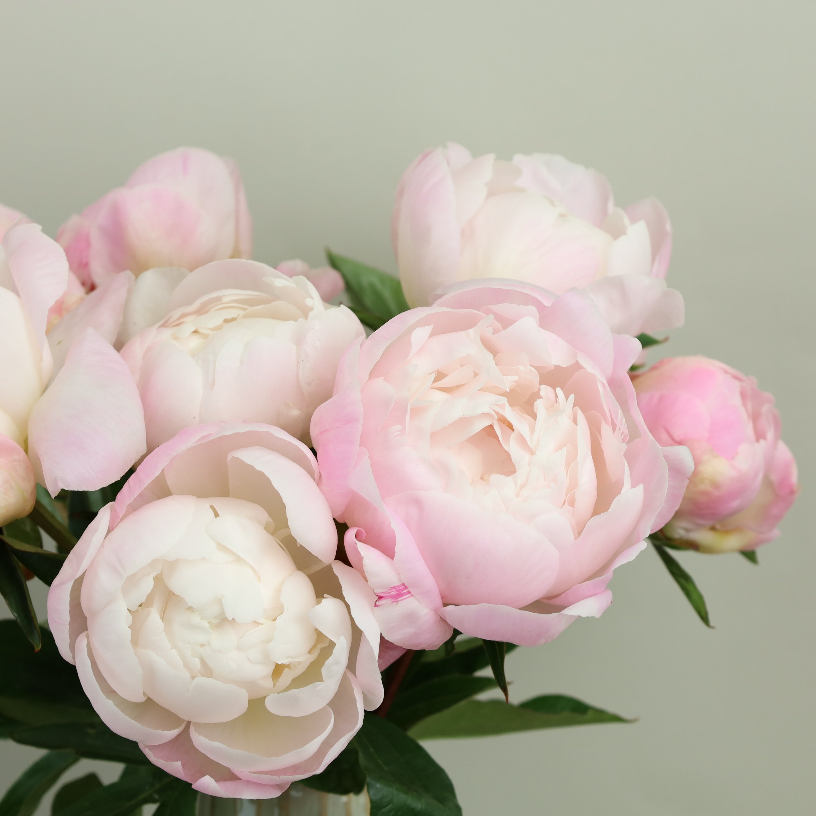 Peonies